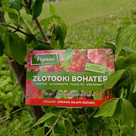 Złotooki bohater Vegano – 200 larw na mszyce, wciornastki, mączliki i wełnowce – 10 m² ochrony