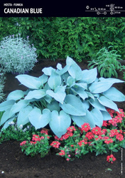 Funkia Hosta 'Canadian Blue' – 1 szt.