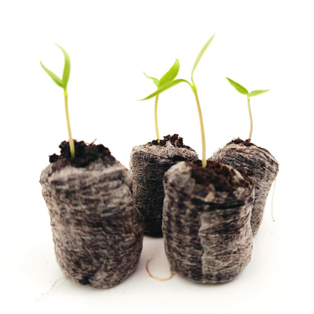 Krążki Torfowe Jiffy 7 27x33 mm - 10 szt.