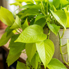 Epipremnum Neon (Golden Pothos) – sadzonka rozmiar M
