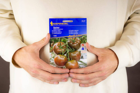 Pomidor Sałatkowy 'Sacher' F1 – Ciemny – Kiepenkerl