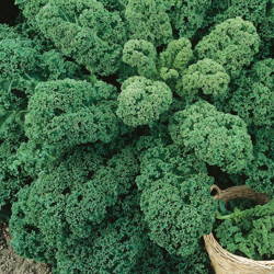 Jarmuż 'Halbhoher Grüner Krauser' – Kiepenkerl