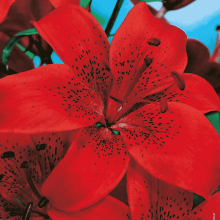 Lilia azjatycka Diabora 1 szt.