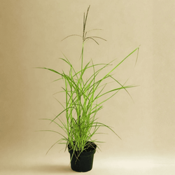 Miskant Chiński Purpurescens – sadzonka w doniczce C2 – Botana