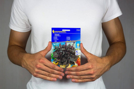 Bazylia 'Chianti' – Purpurowa – Kiepenkerl