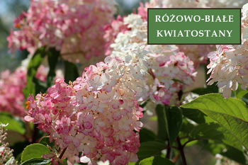 Hortensja Bukietowa 'Pinky Winky' – Sadzonka 30-40 cm