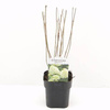 Hortensja bukietowa 'Limelight' – sadzonka w doniczce C2 – Botana