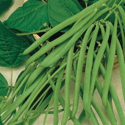 Fasola Szparagowa 'Maxi' – Kiepenkerl