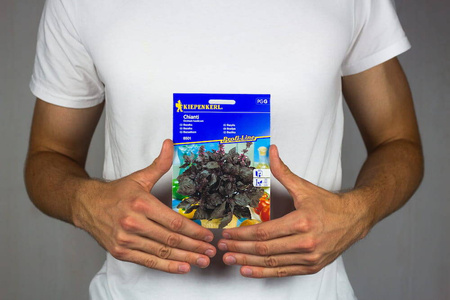 Bazylia 'Chianti' – Purpurowa – Kiepenkerl