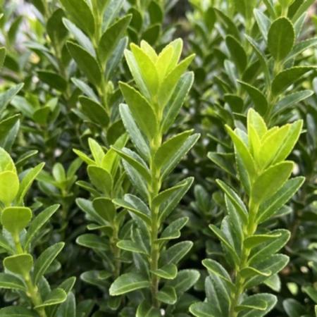 Trzmielina Japońska Green Spire (Euonymus Japonica Green Spire) – sadzonka w doniczce P12 – Botana