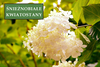 Hortensja Bukietowa 'Polar Bear' – Sadzonka 30 cm
