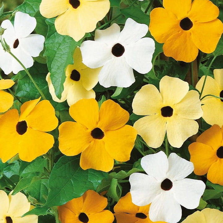 Tunbergia Oskrzydlona – Mix Nasion – Kiepenkerl