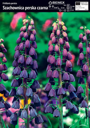 Szachownica Perska Czarna 1 szt.