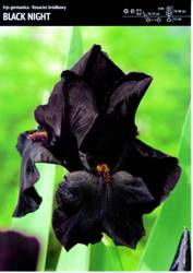 Irys Kosaciec Bródkowy 'Black Night' – 3 szt.