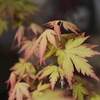 Klon palmowy Orange Dream (Acer Palmatum Orange Dream) – sadzonka w doniczce C2 – Botana