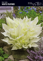 Funkia Hosta 'White Feather' – 1 szt.