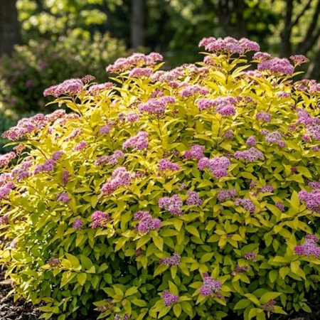 Tawuła japońska Goldmound (Spiraea Japonica Goldmound) – sadzonka w doniczce C1,5 – Botana