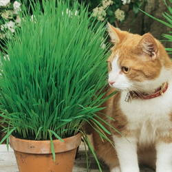 Trawa Dla Kota – Kiepenkerl