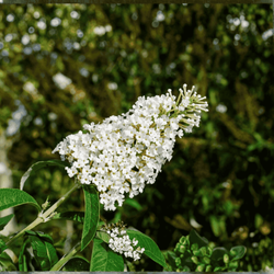 Budleja Davida Candy Little White PBR