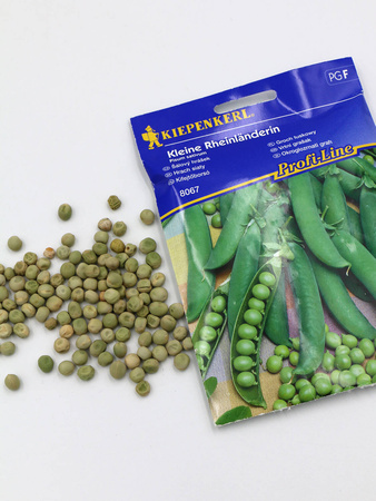 Groch Łuskowy 'Kleine Rheinländerin' – Kiepenkerl