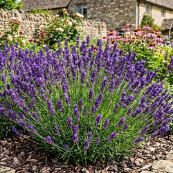 Lawenda wąskolistna  Grosso (Lavandula Angustifolia Grosso) – sadzonka w doniczce C1,5 – Botana