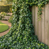 Bluszcz Irlandzki (Hedera Hibernica) – sadzonka w odniczce C1,5 – Botana