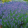 Lawenda 'Hidcote Blue Strain' – Nasiona – Kiepenkerl
