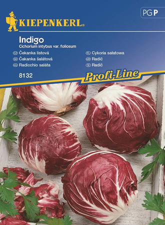 Cykoria Sałatowa 'Indigo' – Kiepenkerl