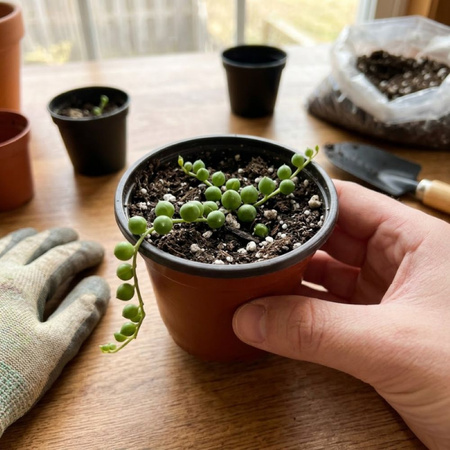 Starzec zwisający (Senecio rowleyanus) – rozmiar sadzonki M