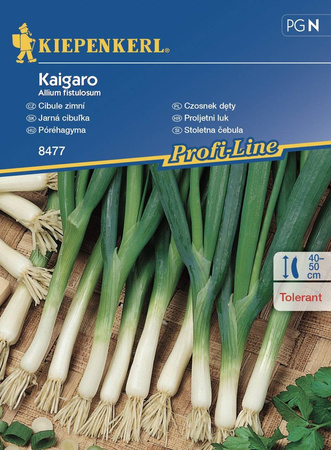 Czosnek Dęty 'Kaigaro' – Kiepenkerl