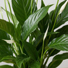 Skrzydłokwiat Pearl Cupido (Spathiphyllum 'Pearl Cupido') – rozmiar sadzonki M