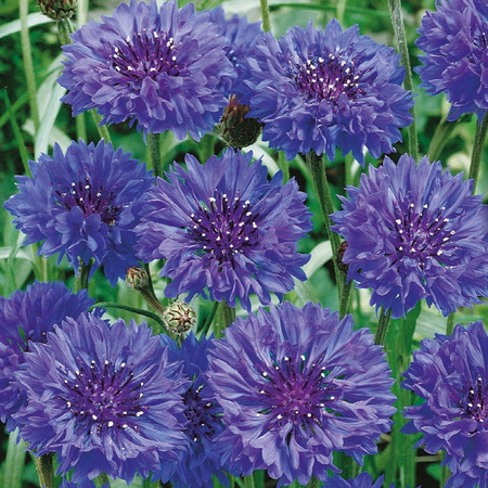 Chaber Bławatek 'Blauer Junge' – Kiepenkerl