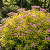 Tawuła japońska Goldmound (Spiraea Japonica Goldmound) – sadzonka w doniczce C1,5 – Botana