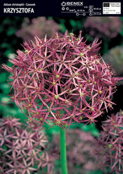 Czosnek Krzysztofa 3 szt.