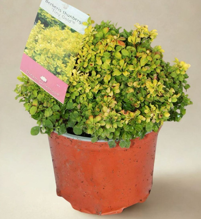 Berberys Thumberga Tiny Gold