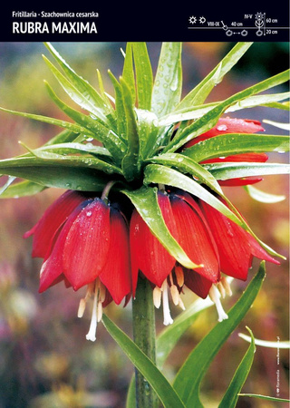 Szachownica Cesarska ‘Rubra Maxima’ – 3 szt.