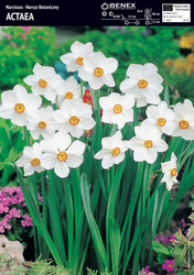 Narcyz Actaea 5 szt.