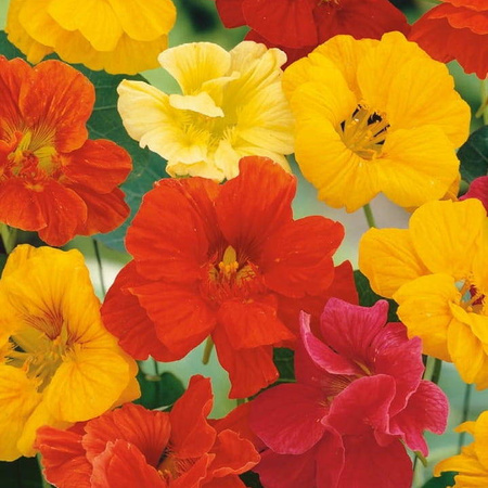 Nasturcja 'Tip Top' – Mix Nasion – Kiepenkerl