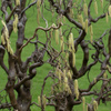 Leszczyna Pospolita Contorta (Corylus Avellana Contorta) – sadzonka w doniczce C5 – Botana