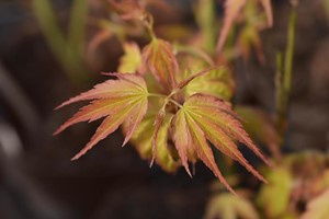 Klon palmowy Orange Dream (Acer Palmatum Orange Dream) – sadzonka w doniczce C2 – Botana