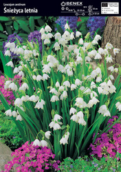 Śnieżyca Letnia 5 szt.