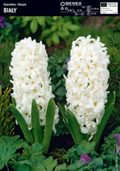 Hiacynt Biały 3 szt.