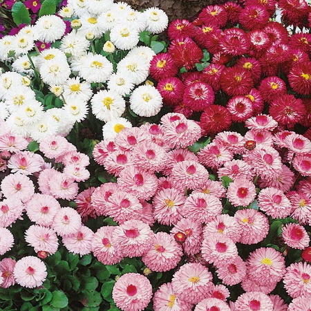 Stokrotka Pospolita – Mix Nasion – Kiepenkerl