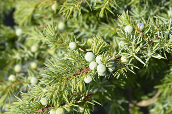 Jałowiec Nadbrzeżny 'Schlager' – Sadzonka 30-40 cm