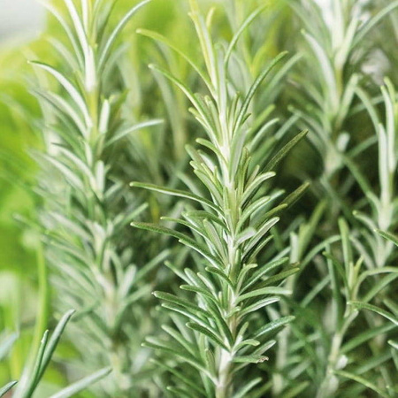 Rozmaryn Lekarski – Intensywny – Kiepenkerl