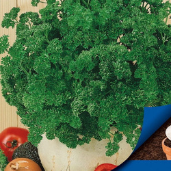 Pietruszka Naciowa 'Afrodite' – Krążki – Kiepenkerl