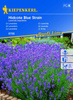 Lawenda 'Hidcote Blue Strain' – Nasiona – Kiepenkerl