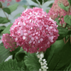 Hortensja Bukietowa 'Pink Diamond' – Sadzonka 40-50 cm