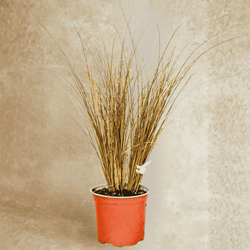 Turzyca Włosowa Bronze Perfection