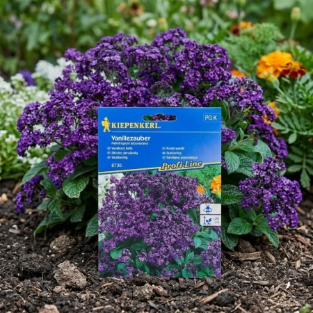 Heliotrop Peruwiański 'Vanillezauber' – Kiepenkerl